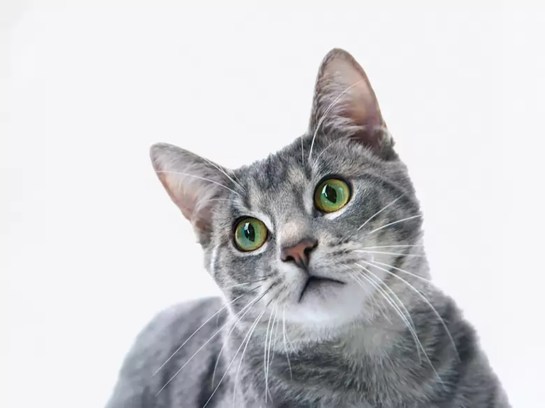 Infección por toxoplasmosis - causas, síntomas, diagnóstico, tratamiento