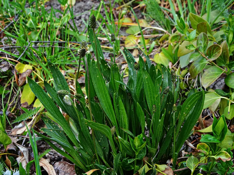 AleAlert: Polinización de la planta de plantago lanceolado en julio