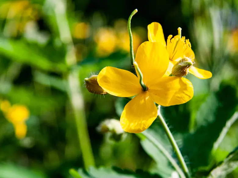 Hierbas en el tratamiento de dolencias femeninas