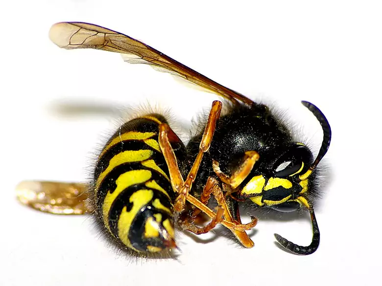 Paresia grave de las extremidades en un niño picado por una avispa