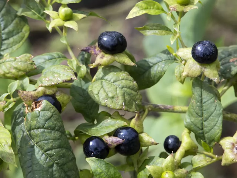 ¿Cuáles son los beneficios de comer arándanos?