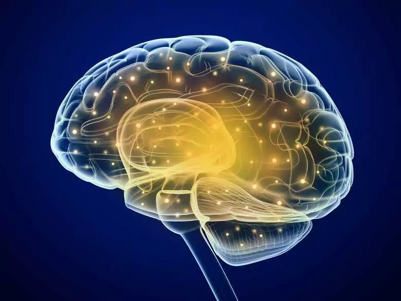 ¿Puede una tenia vivir en el cerebro humano?