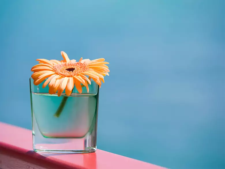 ¿Qué hacer con las flores de la casa durante las fiestas?