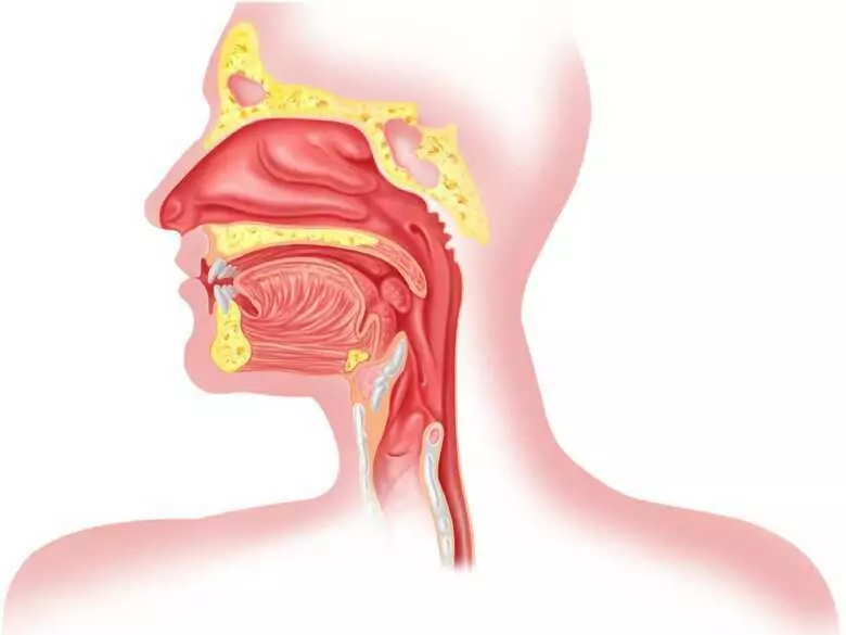 Trastornos de la deglución o el problema de la disfagia