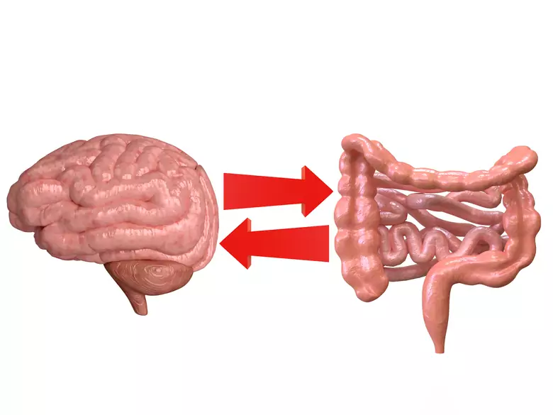 ¿Son los intestinos nuestro segundo cerebro?