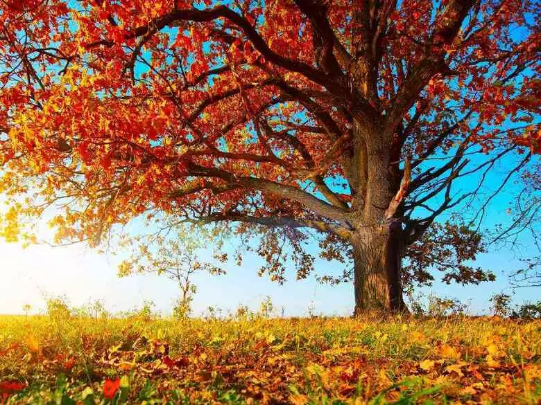 Cuide su inmunidad en otoño