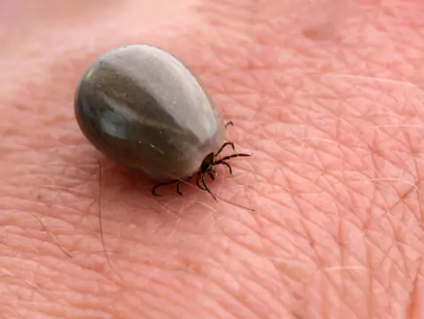 Las garrapatas pueden transmitir algo más que la enfermedad de Lyme y la encefalitis transmitida por garrapatas