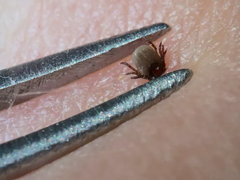 ¿Las garrapatas transmiten la enfermedad de Lyme?