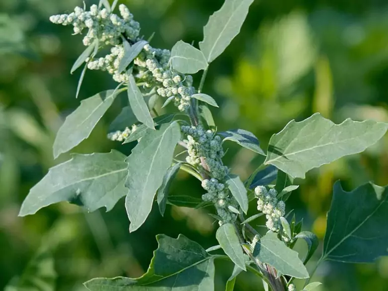 AleAlert: Polinización de la quinoa en julio