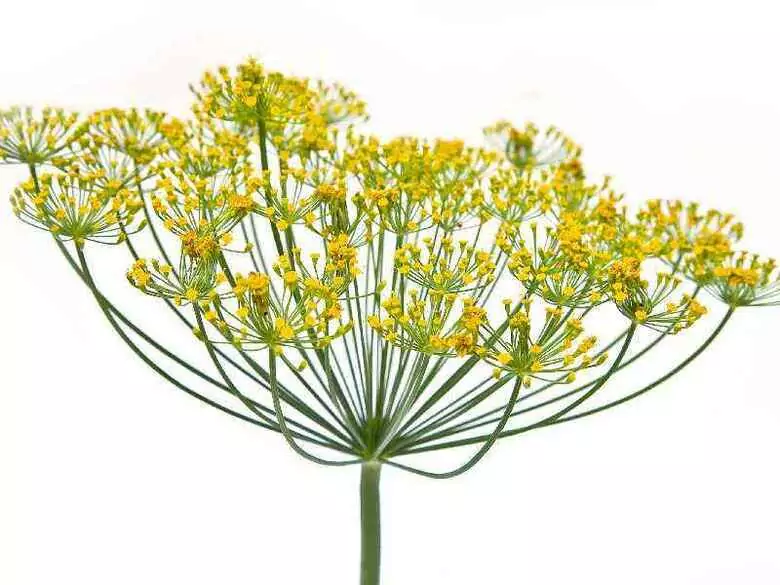 La fitoterapia: ¿magia o verdad? parte II.