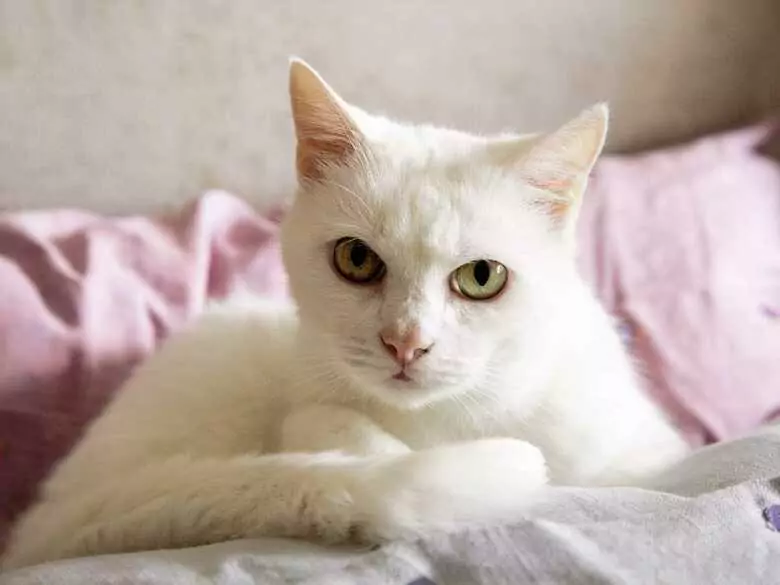 Zoonosis que afectan a los humanos: ¿son peligrosas?