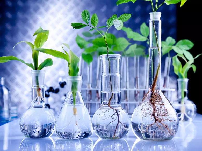 Las plantas ayudan a curar las heridas de la piel
