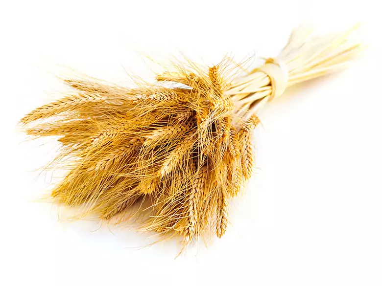 Alergia alimentaria: causas, síntomas, diagnóstico, tratamiento, lesiones cutáneas