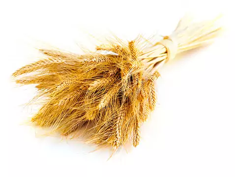 Alergia alimentaria: causas, síntomas, diagnóstico, tratamiento, lesiones cutáneas