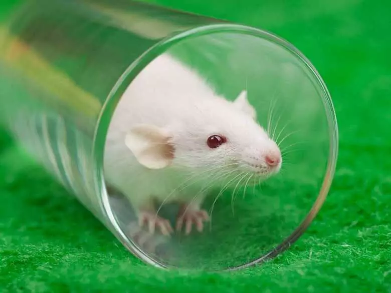 Investigación sobre la regeneración dental: ¿estamos cerca de la regeneración dental en humanos?