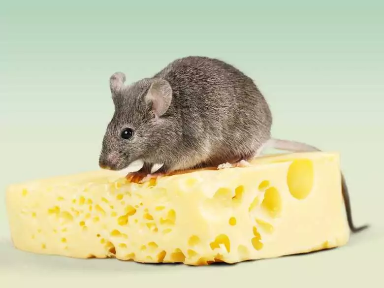 La actividad física y el riesgo de cáncer de hígado