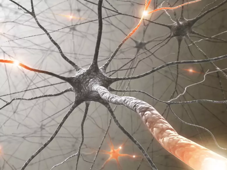 División de enfermedades neurológicas