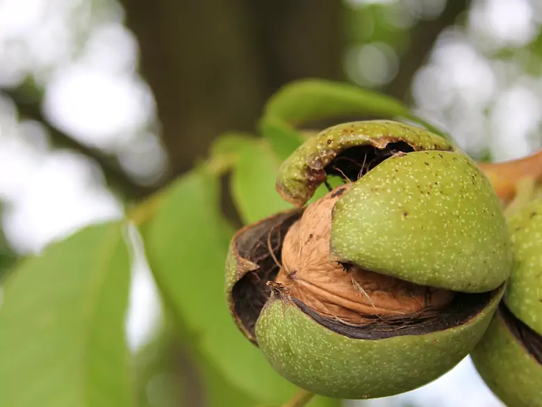 ¿Cuáles son los beneficios de comer nueces?