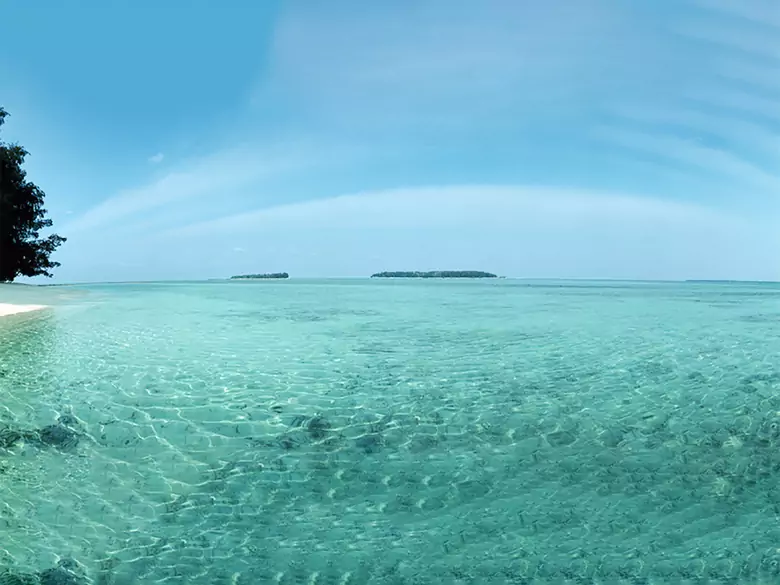 Los efectos de las algas marinas en nuestro organismo