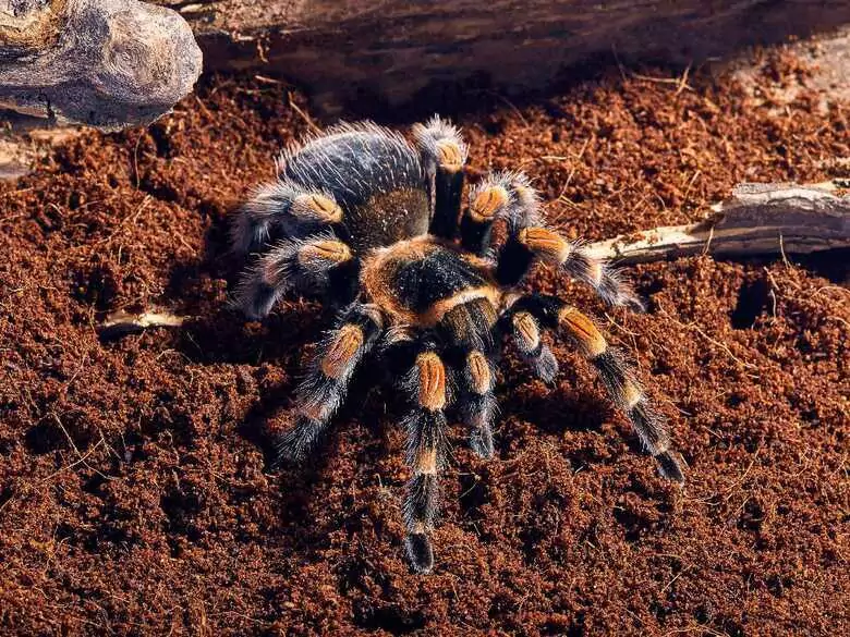 Mordeduras de arácnidos: ¿cuándo acudir sin demora a un especialista?