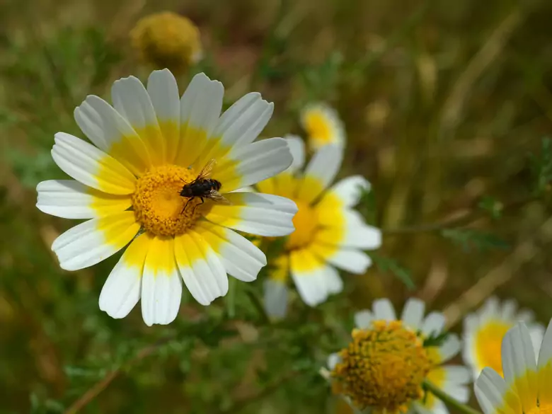 Polen de abeja: ¿realmente ayuda?