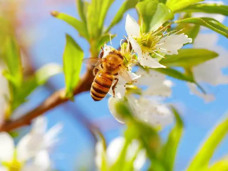Ulterapia, es decir, inhalación de aire de la colmena