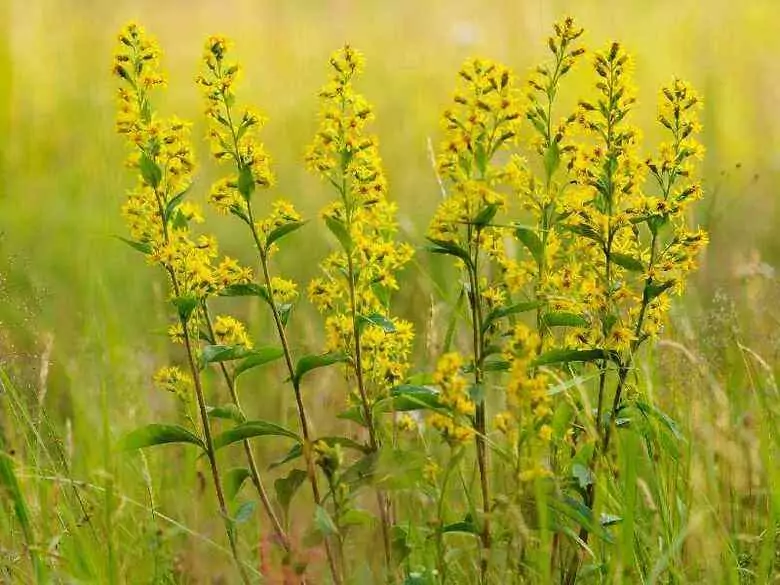 Medicina herbal: ¿magia o verdad? Parte I