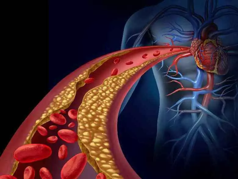 ¿En qué se diferencian los vasos sanguíneos humanos?