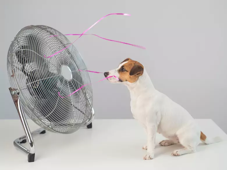 ¿Cómo cuidar a los animales cuando hace calor?