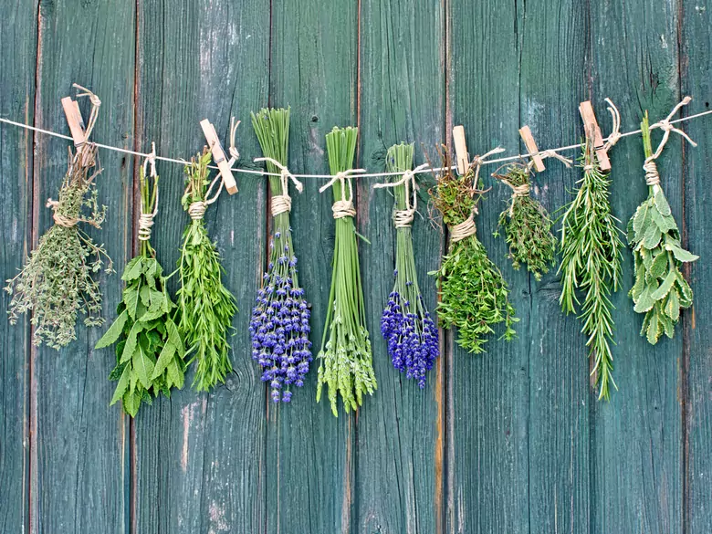 El uso de la purga en la curación y el tratamiento de las lesiones cutáneas