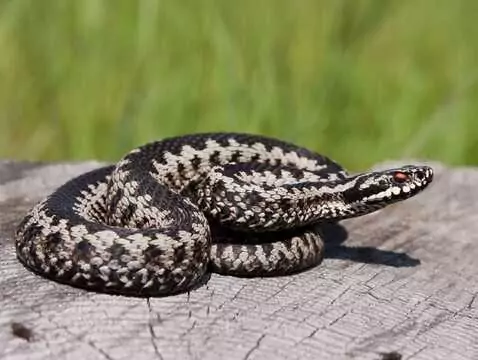 Mordedura de víbora